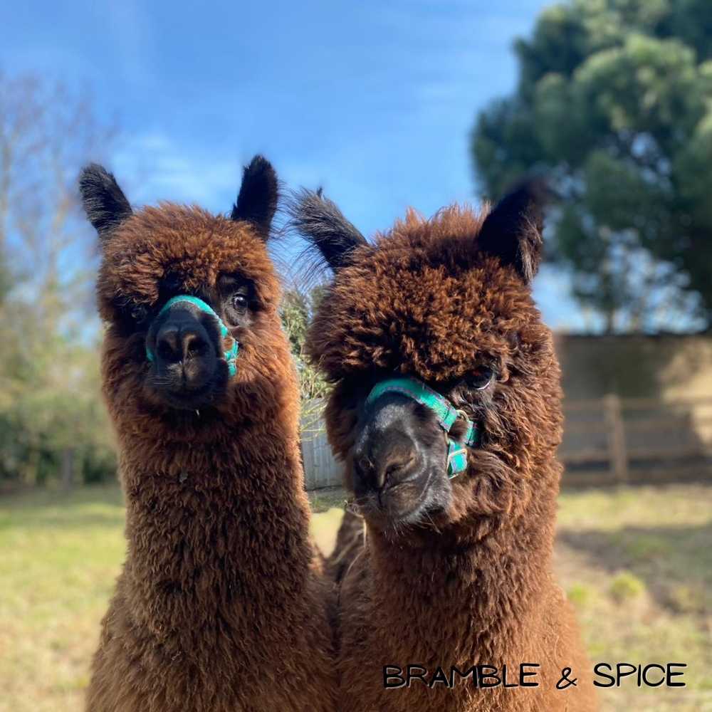 This is an image of Bramble and Spice who are alpacas living at the Robert Burre Clacton