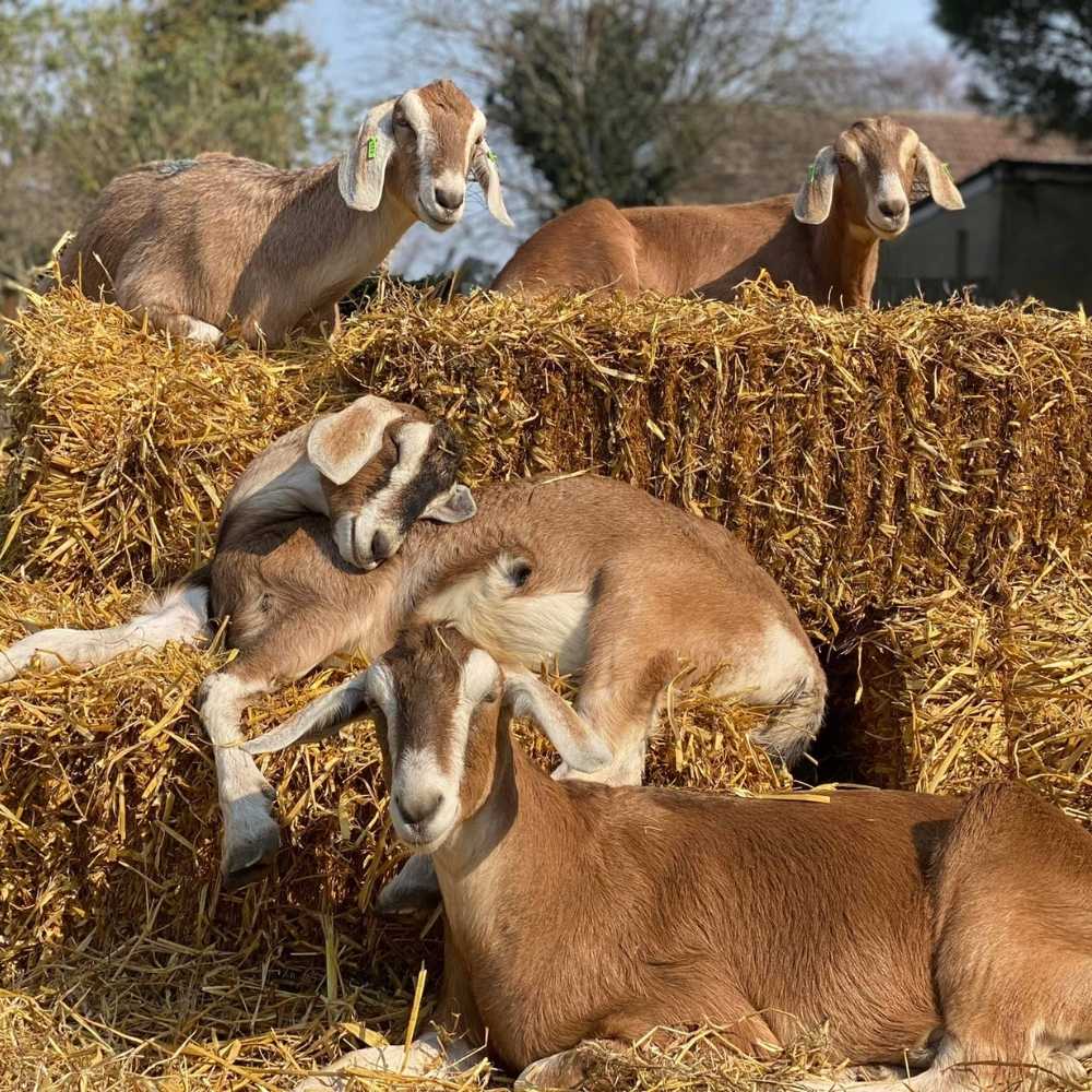 image of the goats sleeping on straw at the Robert Burre